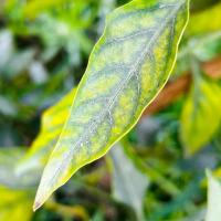 chilly plant leaf project thumbnail