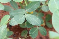 Groundnut leaf project thumbnail