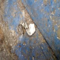 Poop Detection project thumbnail