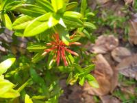 the colors of the three flowers project thumbnail
