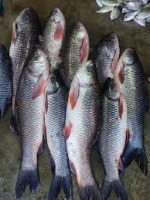 FIsh Identification project thumbnail