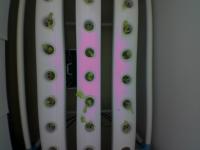 pfal project thumbnail