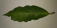Coffee Leaf Disease Detection project thumbnail