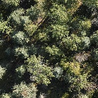 Drone Image Tree Detection project thumbnail
