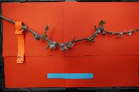 Woolly aphid detection project thumbnail