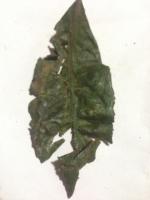 red leaf spot project thumbnail