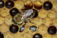 bees Object Detection Model by andrew hofer