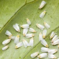 Lettuce Pests project thumbnail