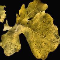 Agrivision v5 w/ deficiencies project thumbnail