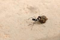 Pests Datasets project thumbnail