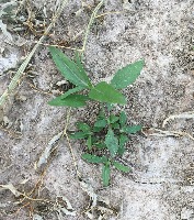 WeedClassification project thumbnail
