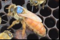 Healthy Queen bee  project thumbnail