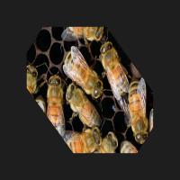 worker-diseased project thumbnail