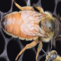 Queen Bee Deceased project thumbnail