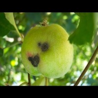 infected apple project thumbnail