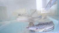 Deteksi Objek Ikan Lele Nila Patin project thumbnail