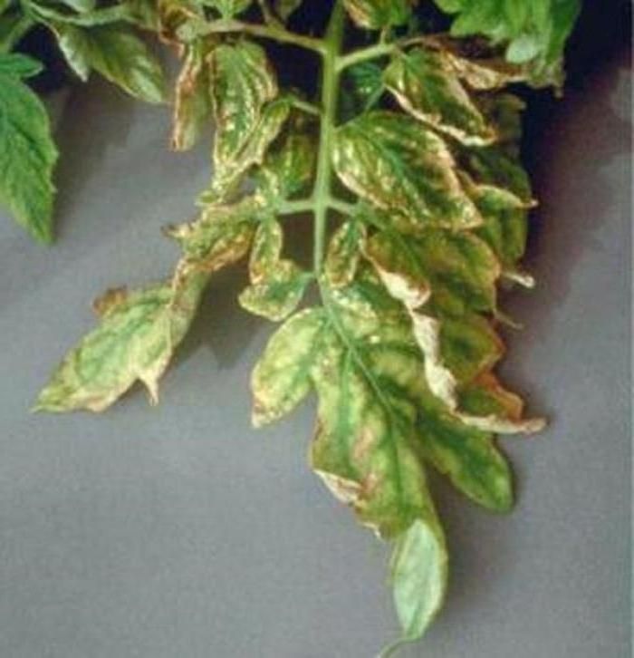 Tomato Leaf Deficiency Detection Object Detection Dataset By Shahriyar 