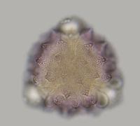 NSTU pollen dataset v 2.0 project thumbnail