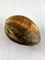 Shellfish Classification project thumbnail