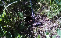 Cricket Detection project thumbnail