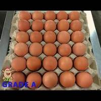 Telur Ayam Negeri project thumbnail