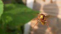 New_Bees project thumbnail