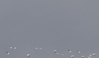 birds project thumbnail