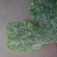 plant leaf disease project thumbnail