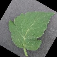 Disease Plant Leaf project thumbnail