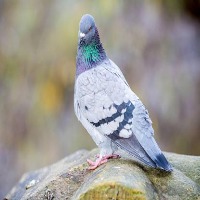 pigeon_chicken_detection project thumbnail