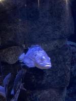 Find fish project thumbnail