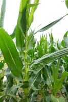 Assignment Corn Leaf project thumbnail