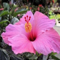 hibiscus data argumentation_1 project thumbnail