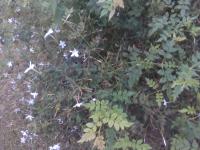 Jasminum Grandiflorum Harvesten project thumbnail