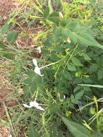 Jasminum Grandiflorum Harvester project thumbnail