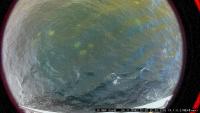 jellyfish-pqc6u-sezl project thumbnail