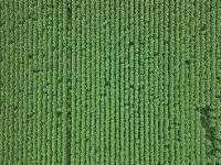No-till project thumbnail