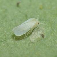 Whitefly detection project thumbnail