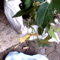 Armyworm project thumbnail