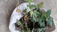 Armyworm project thumbnail