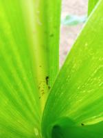 Armyworm project thumbnail