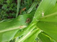 armyworm project thumbnail