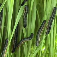Armyworm project thumbnail