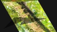 flowering_durianv2 project thumbnail