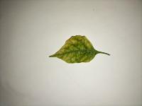 daun sehat_sakit project thumbnail