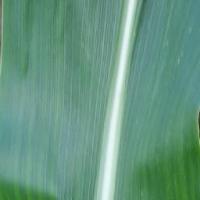 daun_sehat dan daun_sakit project thumbnail