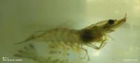 Shrimp_01 project thumbnail