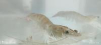 Shrimp_area 2 project thumbnail
