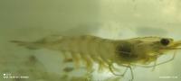 Shrimp project thumbnail