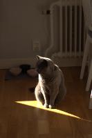 Cat Identifier project thumbnail
